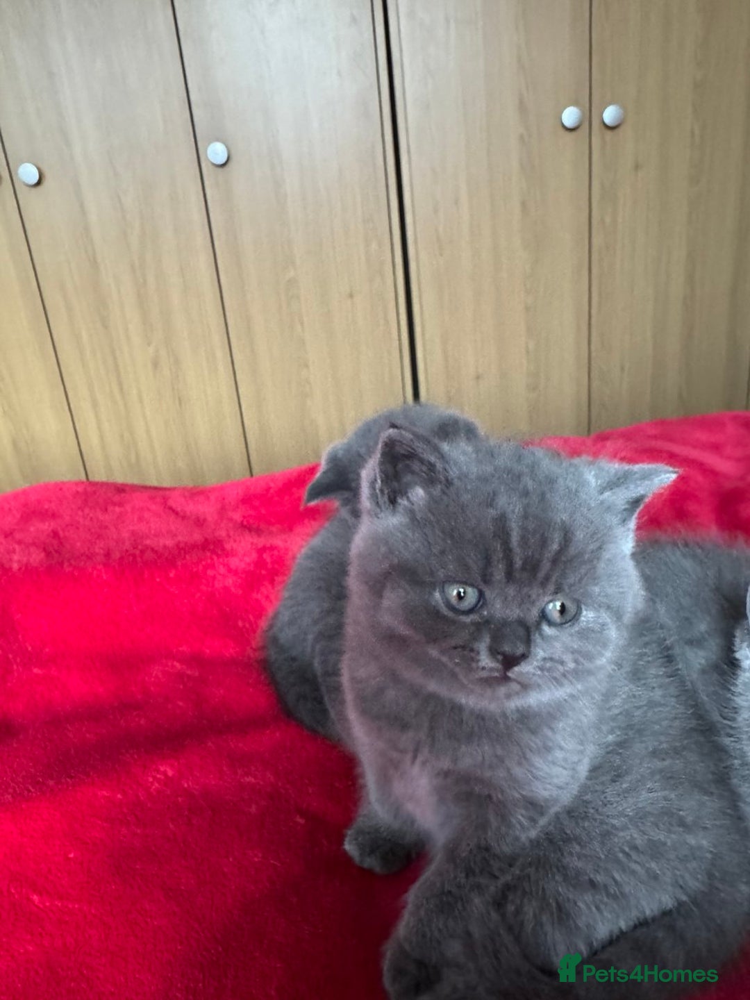 British Shorthair cats for sale: 3 kittens for sale - Advert 2