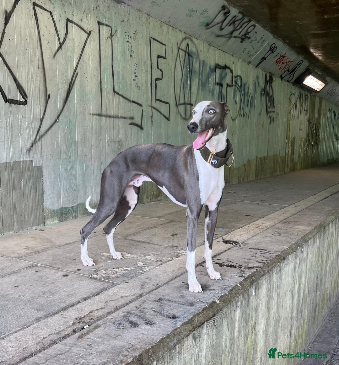 Whippet dogs for stud: Whippet For Stud in Eastbourne - Advert 8