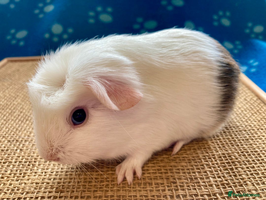 Guinea Pig rodents for sale: Beautiful baby boar Guinea pigs  - Image 5