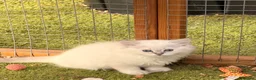 Persian cats for sale: 7 beautiful Persian x Ragdoll kittens - Advert 11