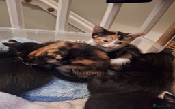 Domestic Shorthair cats for sale: 2 different litters,both mothers can be seen  - Image 3