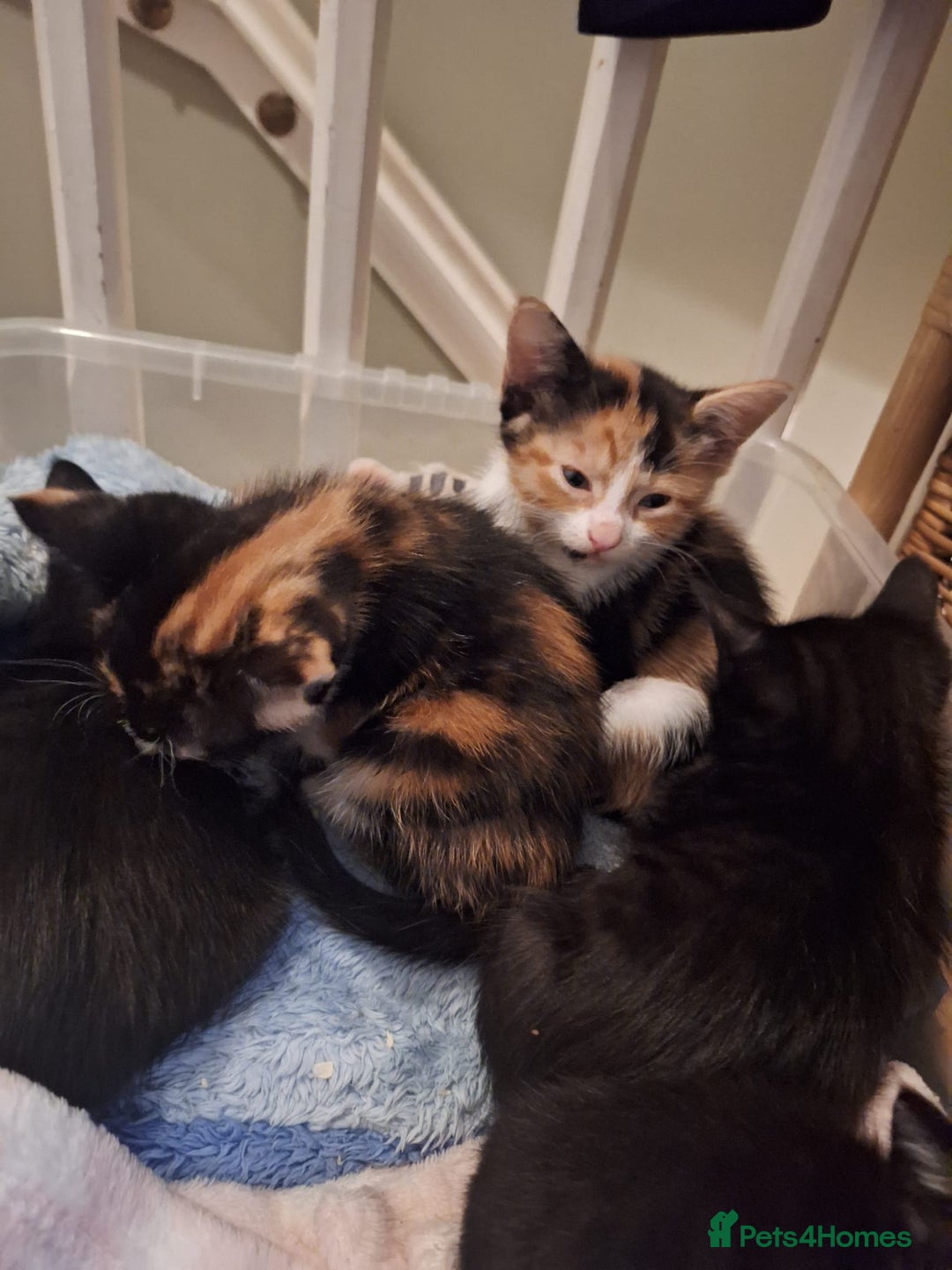 Domestic Shorthair cats for sale: 2 different litters,both mothers can be seen  - Image 3