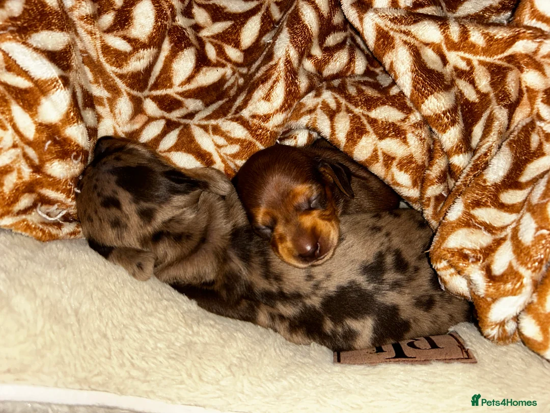 Miniature Dachshund dogs for sale: 2 Cute Mini Dachshund Brothers–Raised with Mum&Dad - Advert 14