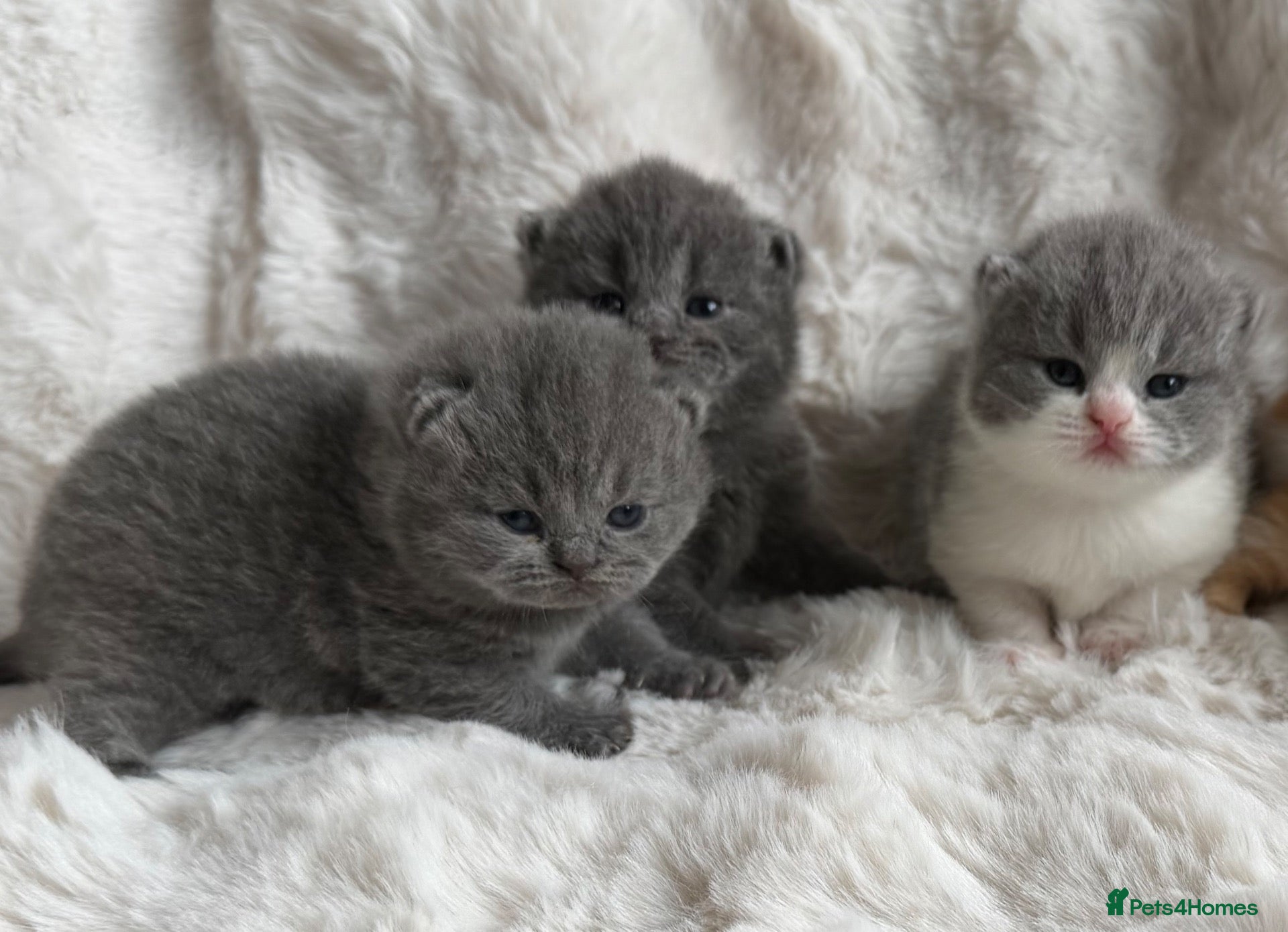 British Shorthair cats Champion GCCF british shorthair kittens  - Advert 2