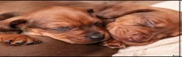 Dachshund dogs for sale: Dachshund choc-based-red puppies available now!! - Advert 13