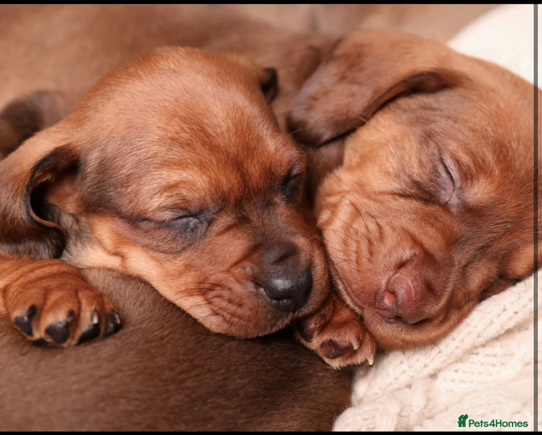 Dachshund dogs for sale: Dachshund choc-based-red puppies available now!! - Advert 13