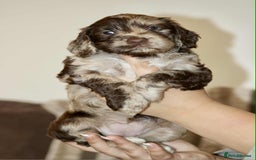 Cockapoo dogs for sale: Adorable Cockerpoo puppies F1B - Image 16