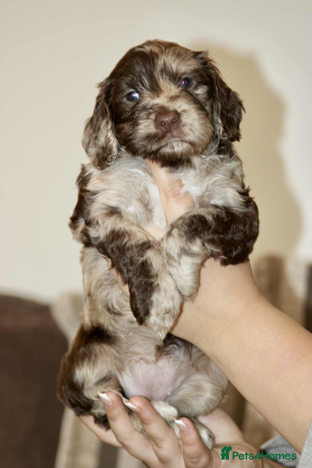 Cockapoo dogs for sale: Adorable Cockerpoo puppies F1B - Image 16