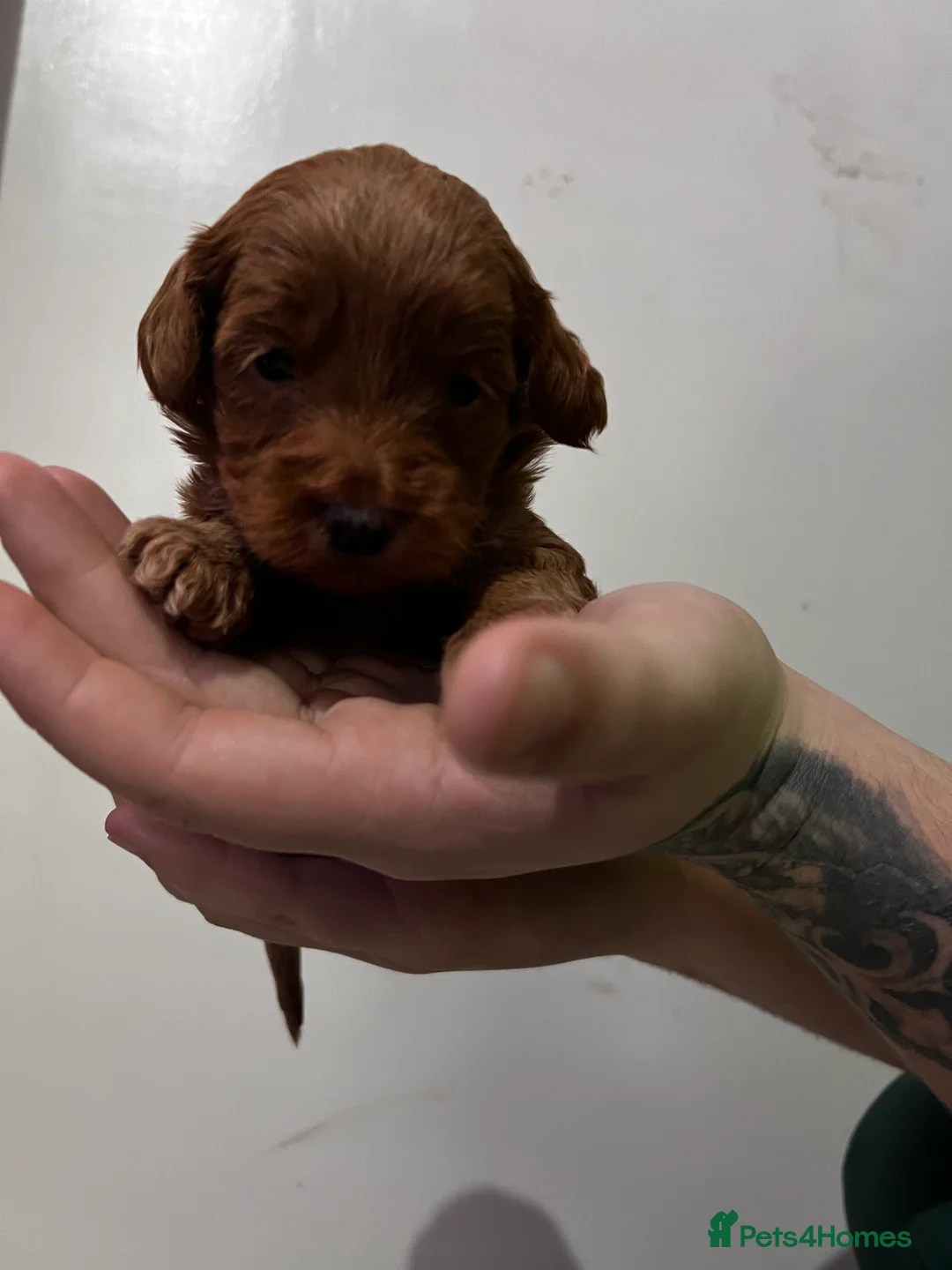 Cockapoo dogs for sale: FB1 cockapoo pups - Advert 10