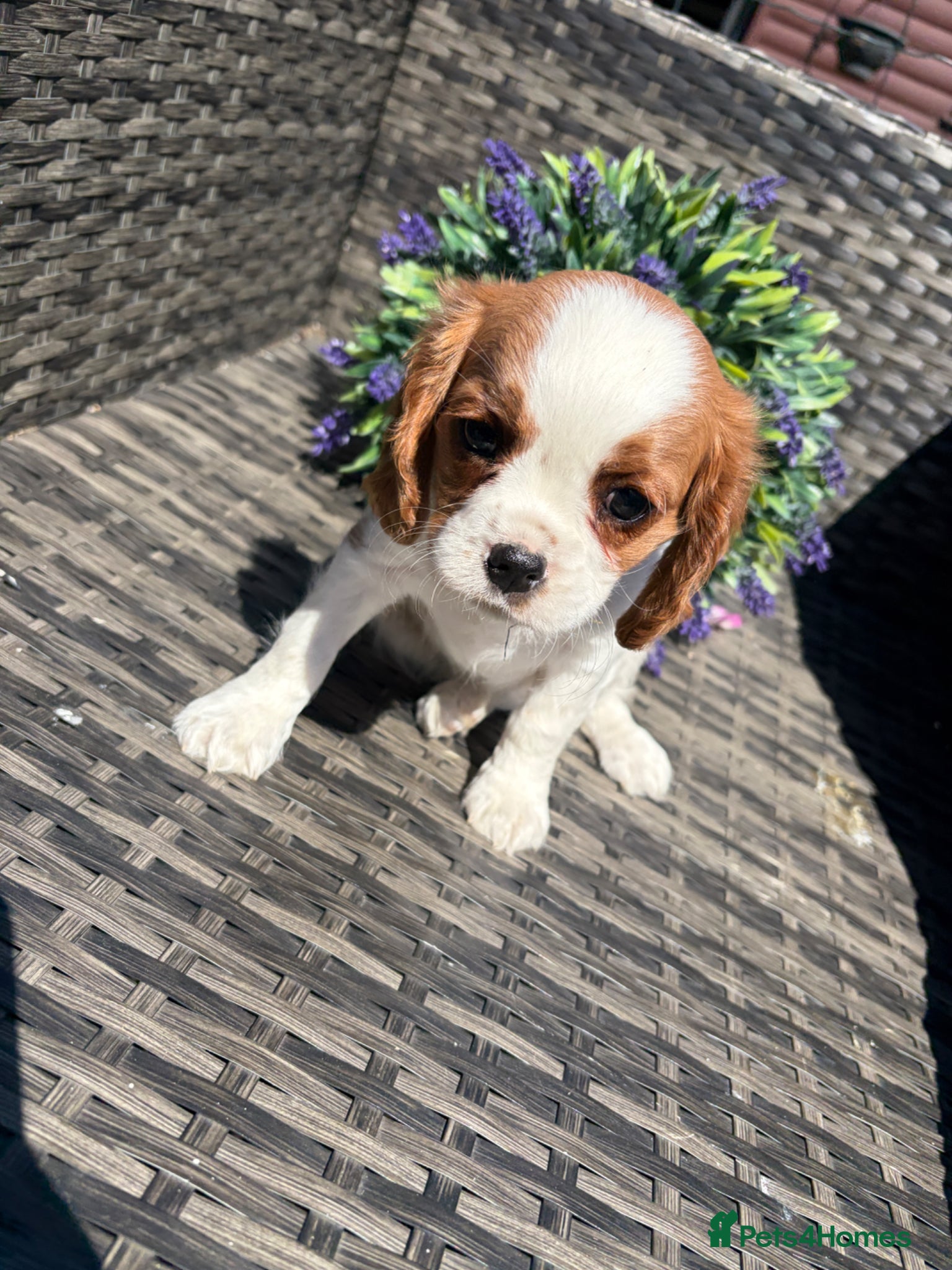 Cavalier King Charles Spaniel dogs Cavalier King Charles Spaniels - Advert 1
