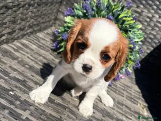 Cavalier King Charles Spaniel dogs Cavalier King Charles Spaniels - Advert 7