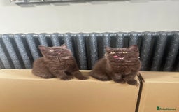 British Shorthair cats for sale: READY NOW GCCF REG CHUNKY CHOCOLATE  BS KITTENS  - Image 1