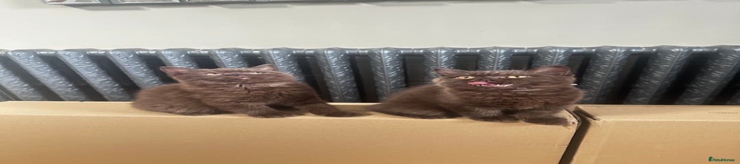 Chocolate male 