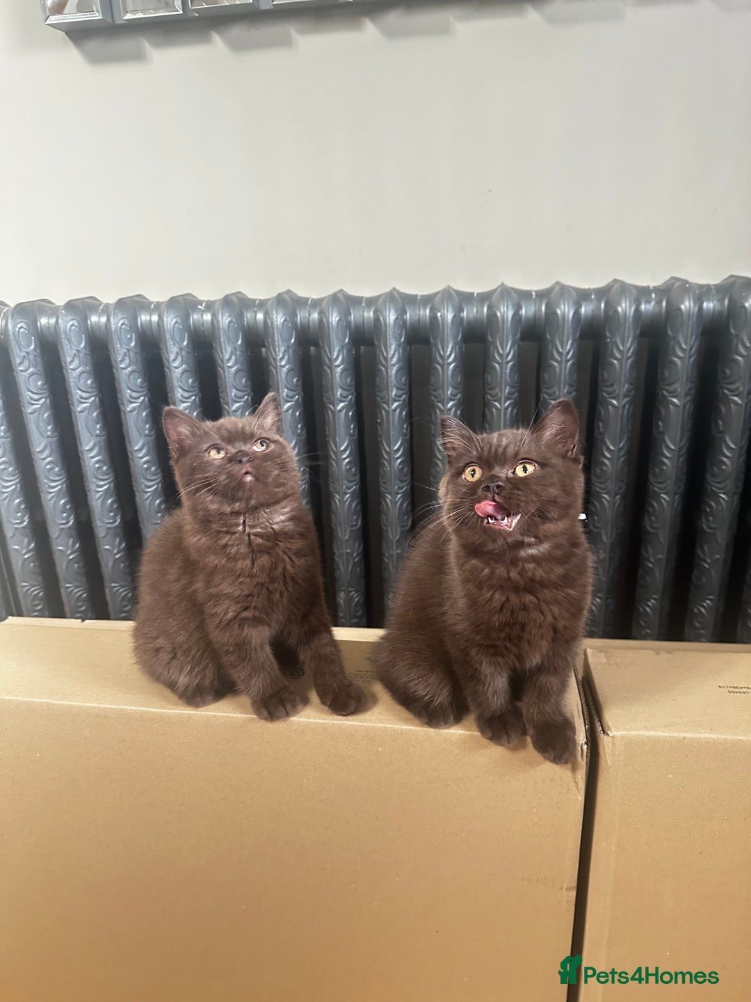 British Shorthair cats for sale: READY NOW GCCF REG CHUNKY CHOCOLATE  BS KITTENS  - Image 1