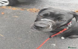 Mixed Breed dogs for sale: 6 Month Old Female Rehoming - Image 6