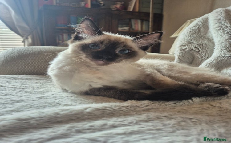Ragdoll cats in Sheffield - Advert 6