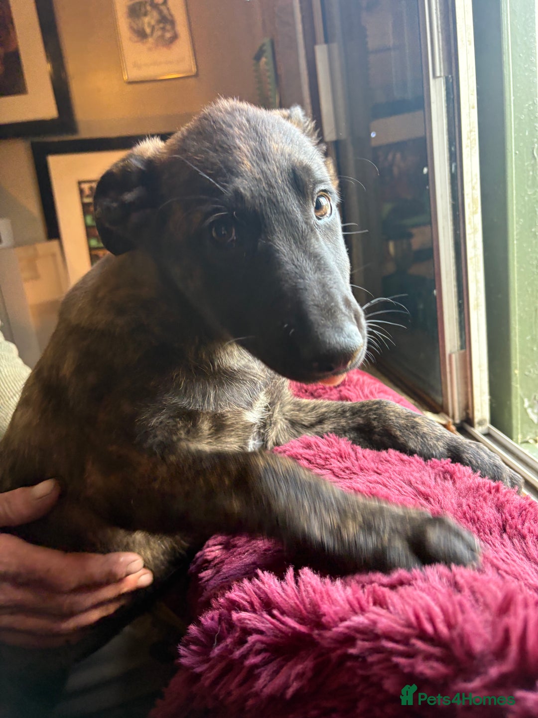 Mixed Breed dogs for sale: Dutch herder x German Shepherd pups - Image 21
