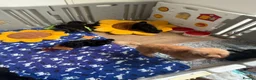Miniature Poodle dogs for sale: Small miniature poodle puppies - Advert 6