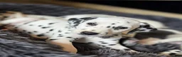 Dalmatian dogs for sale: Beautiful KC Reg Dalmatian Puppies in Newport - Advert 23