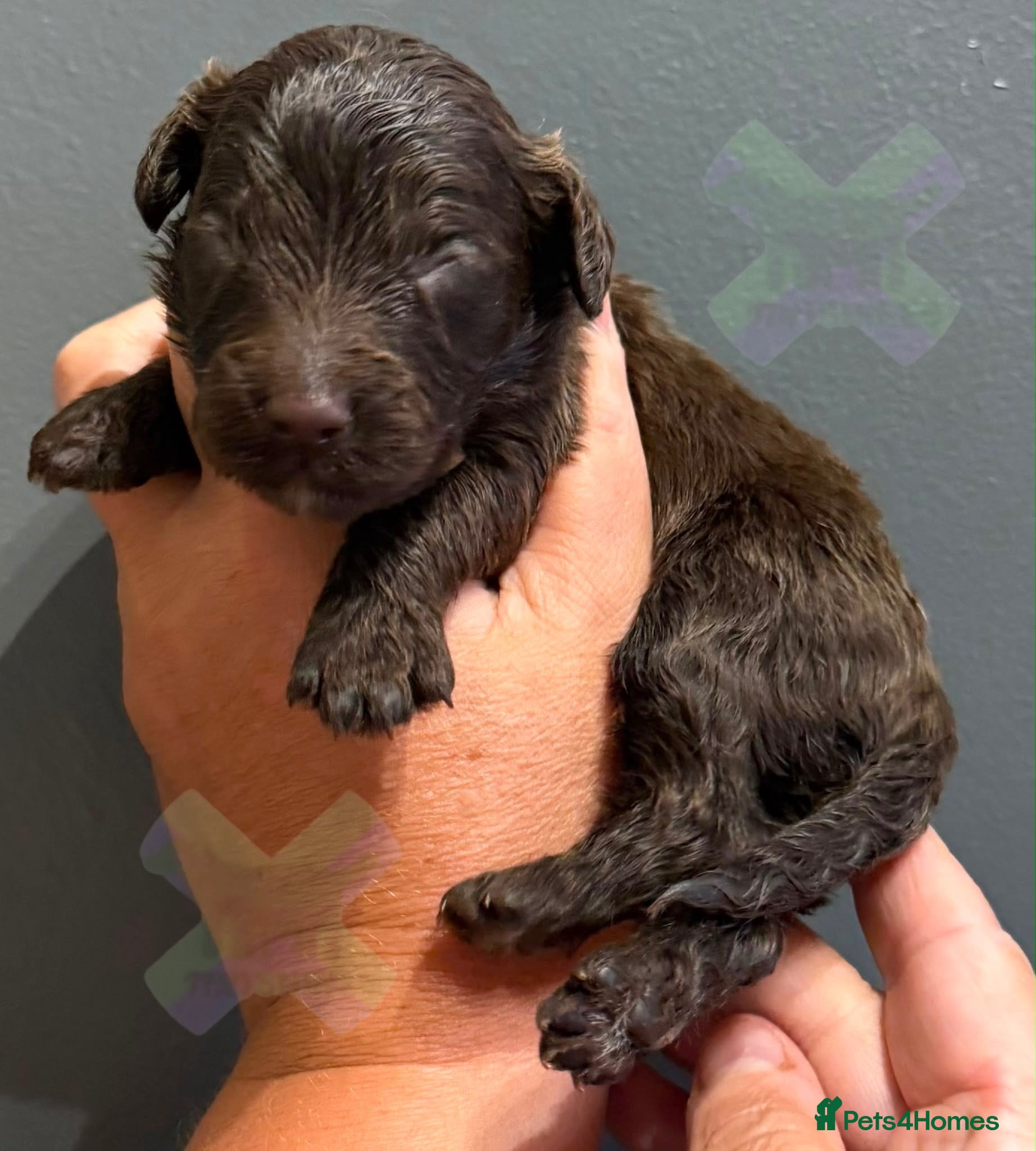 Cockapoo dogs F1 mini Cockapoo’s various colours 30 dna clear  - Advert 2