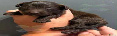 Cockapoo 1
