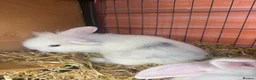 Mixed Breed rabbits for sale: Lion lop babies for sale  - Advert 11