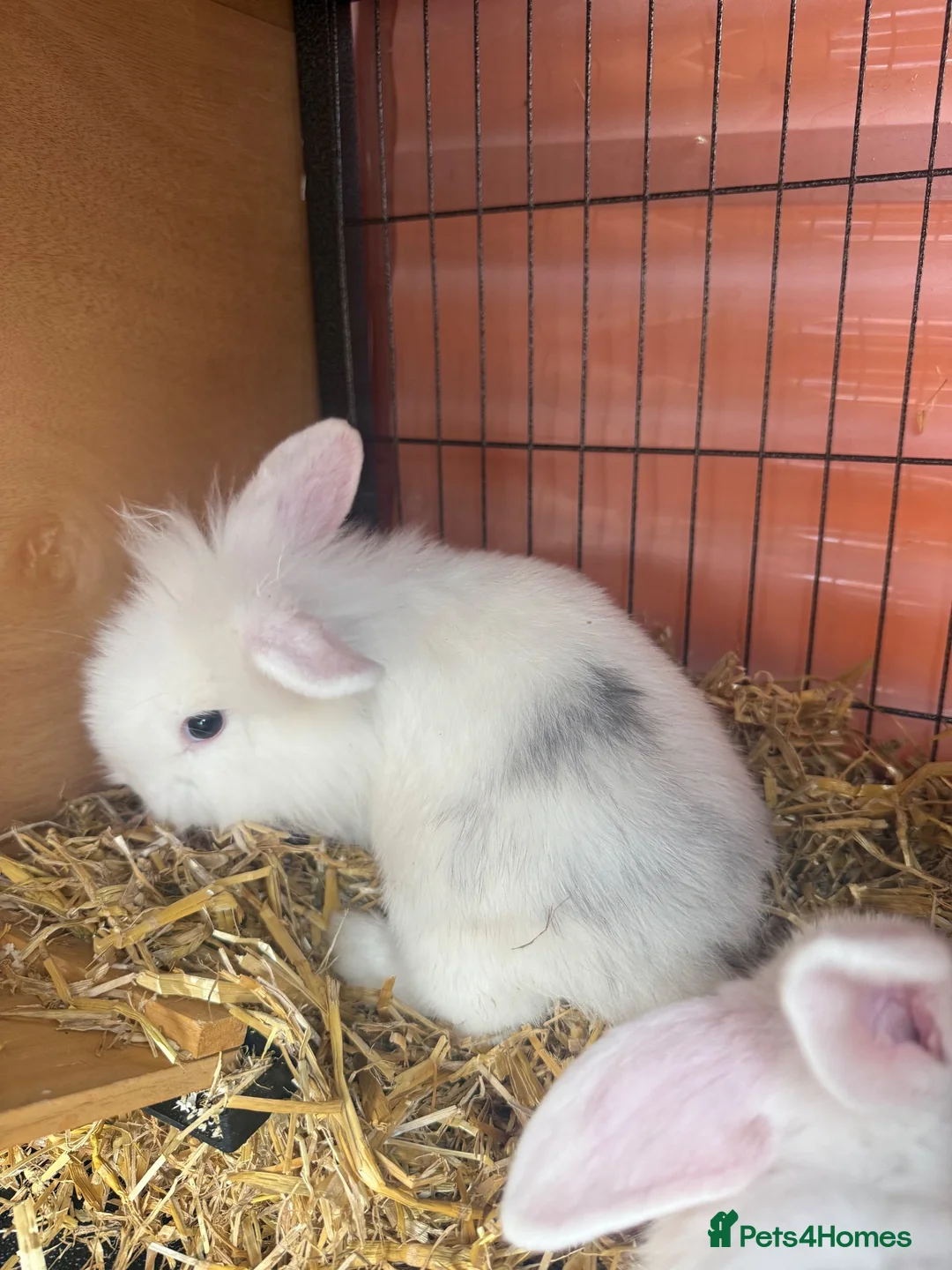Mixed Breed rabbits for sale: Lion lop babies for sale  - Advert 11