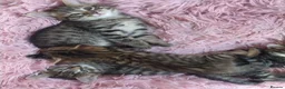 Mixed Breed cats for sale: 4 kittens  - Advert 11