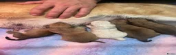 Japanese Shiba Inu dogs for sale: Exceptional Japanese Shiba Inu Puppies - Advert 1