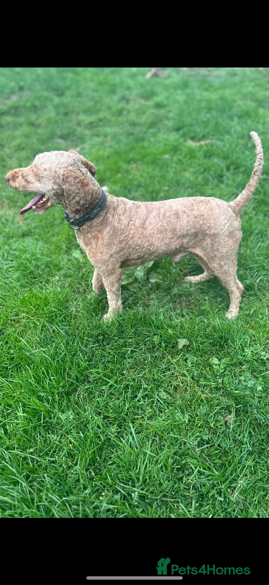 Miniature Poodle dogs for stud: Miniture poodle stud  in Marlborough - Advert 3