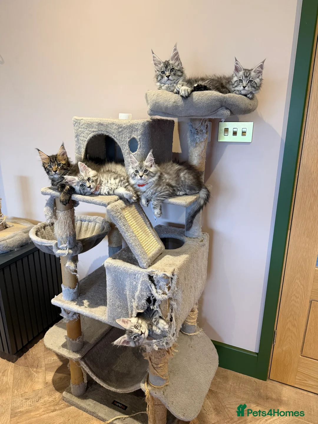 Maine Coon cats for sale: Silver Tabby Maine Coons - Advert 1