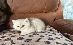 Persian cats for sale: Persian x kittens , 2 separate litters - Advert 15