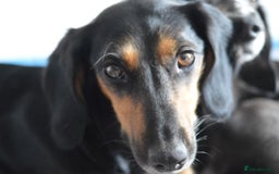 Mixed Breed dogs for sale: Mixed Breed Pups - Image 32