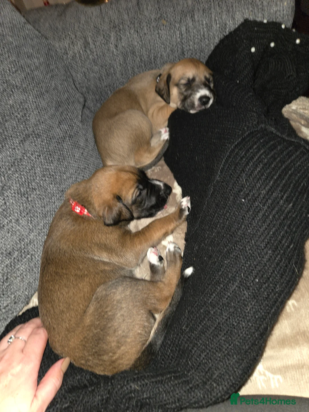 Mixed Breed dogs for sale: Saluki x lurcher hybrid  - Advert 9