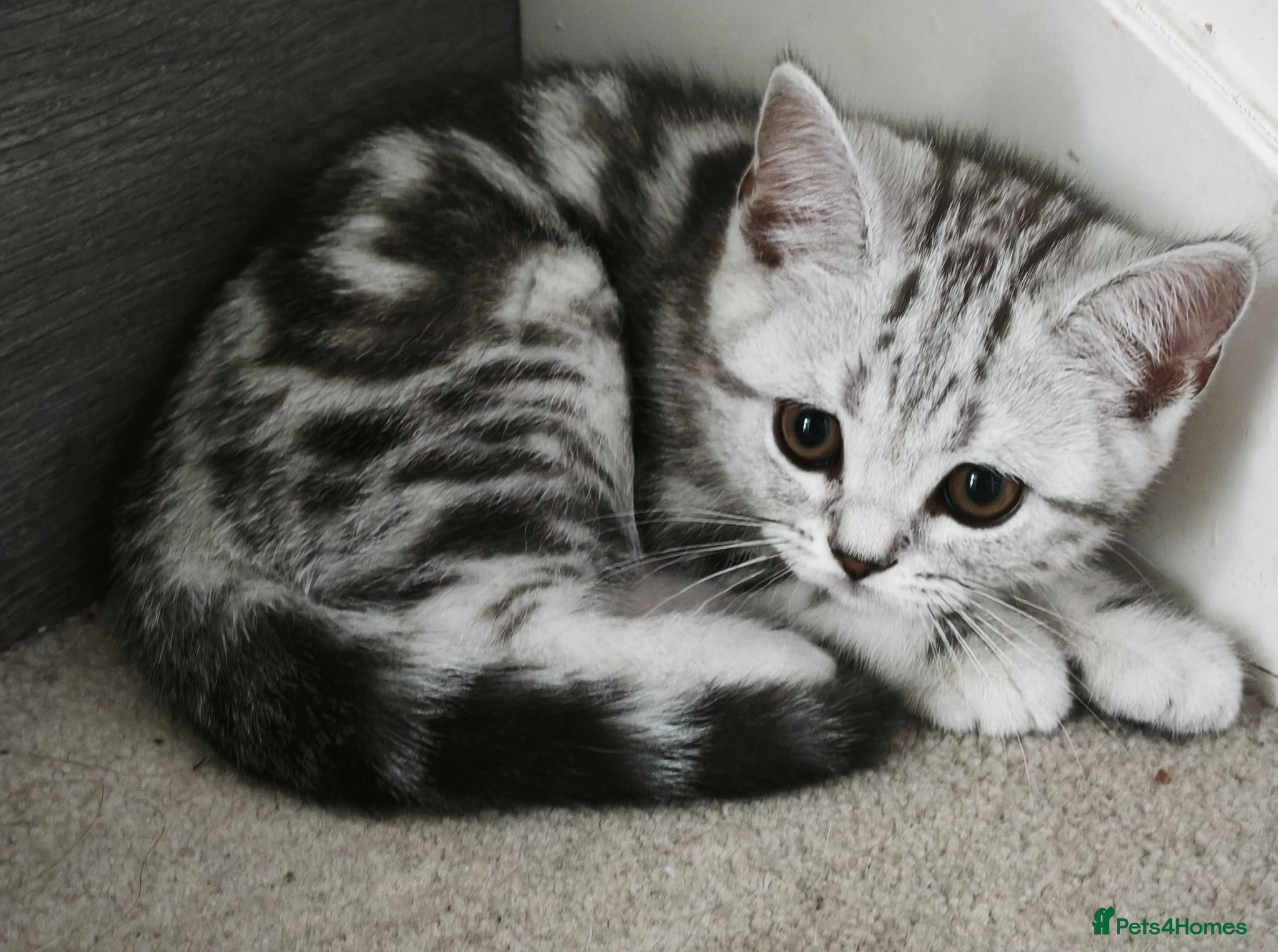 Scottish Fold cats Last Scottish Straight Silver Tabby Boy Available - Advert 2