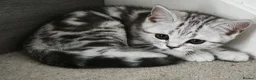 Scottish Fold cats for sale: Last Scottish Straight Silver Tabby Boy Available - Advert 2