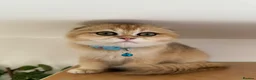 Scottish Fold cats for sale: Champion BL Stunning Scottish kittens  - Advert 24