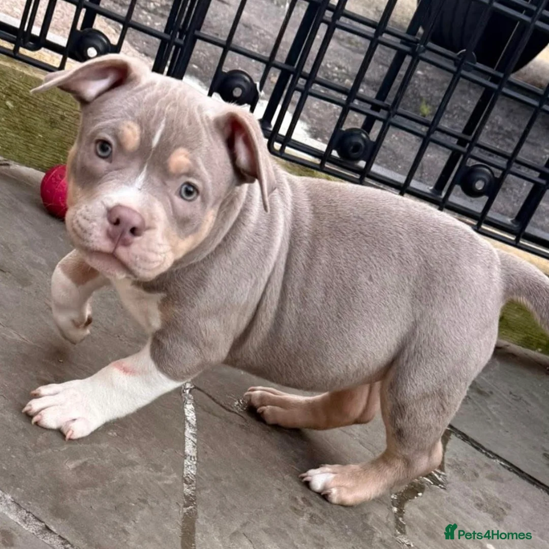 American Bully dogs for sale: Champion blood American pocket bully’s 🇺🇸 🦍 - Advert 2