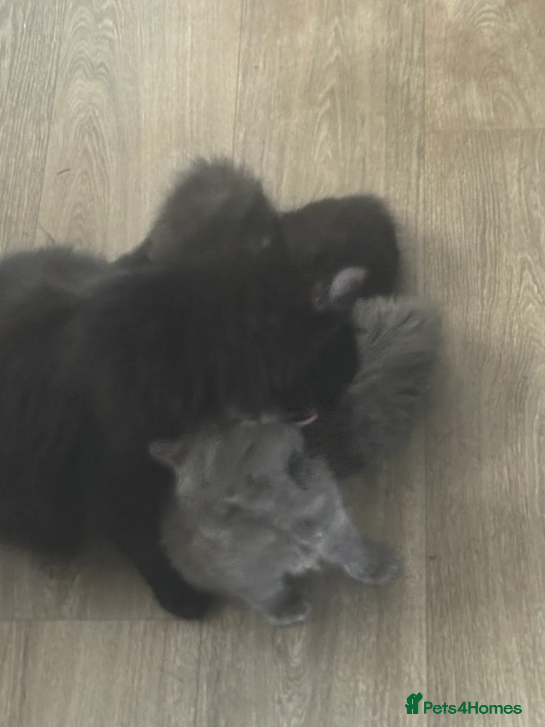 Mixed Breed cats for sale: Kitten - Advert 2