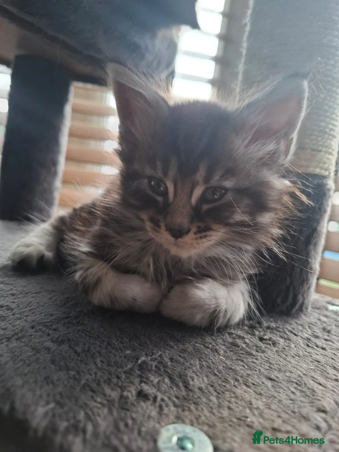 Maine Coon cats for sale: 5 Beautiful Maine Coon kittens  - Advert 8