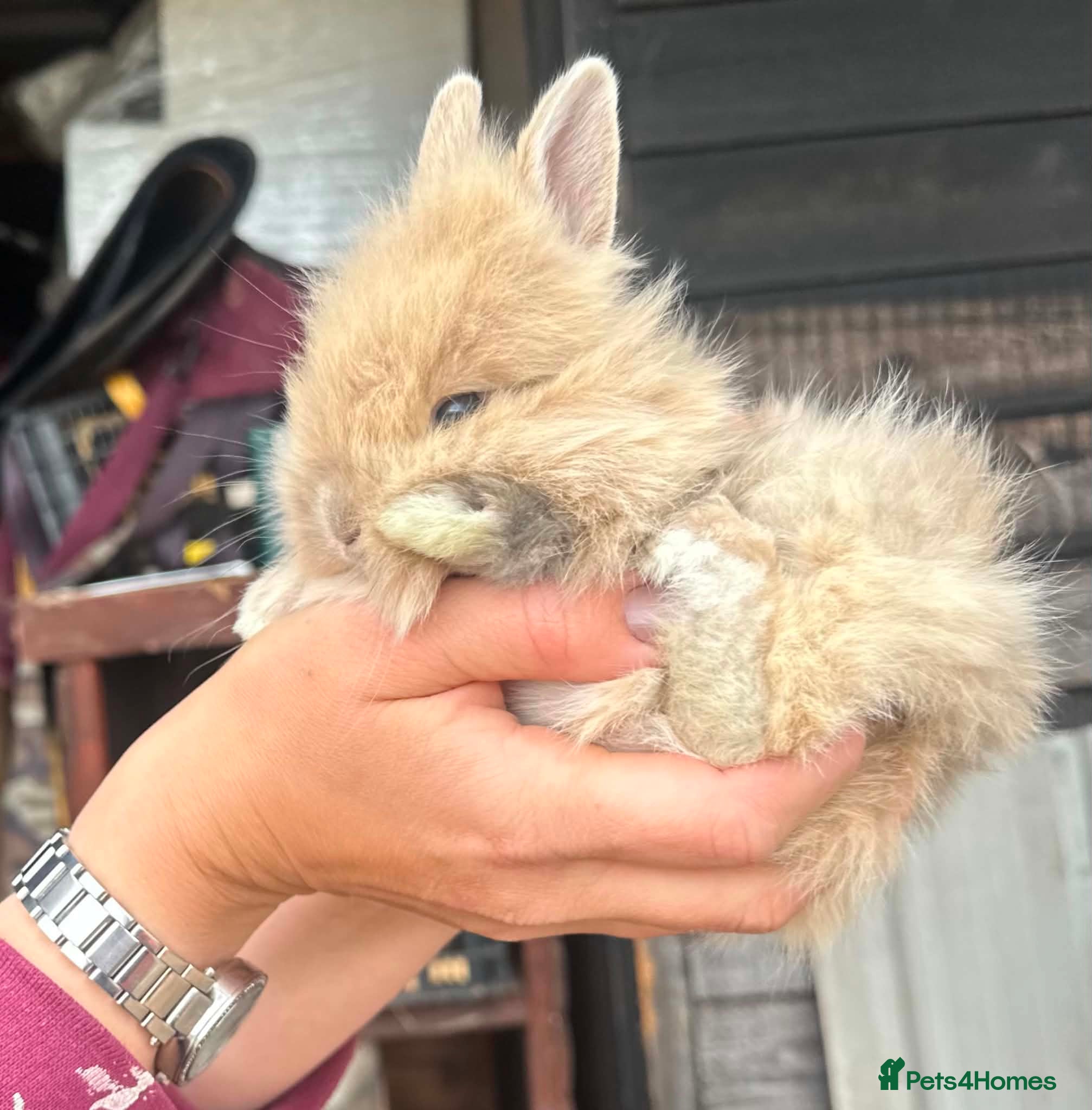 Lionhead rabbits Double mane lionhead girl ready now - Advert 13