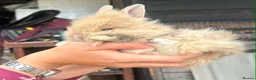 Lionhead rabbits for sale: Double mane lionhead girl ready now - Advert 1