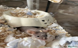 Mouse rodents for sale: X4 adult females and x12 litter  - Image 1