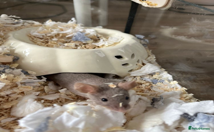 Mouse rodents - Advert 1