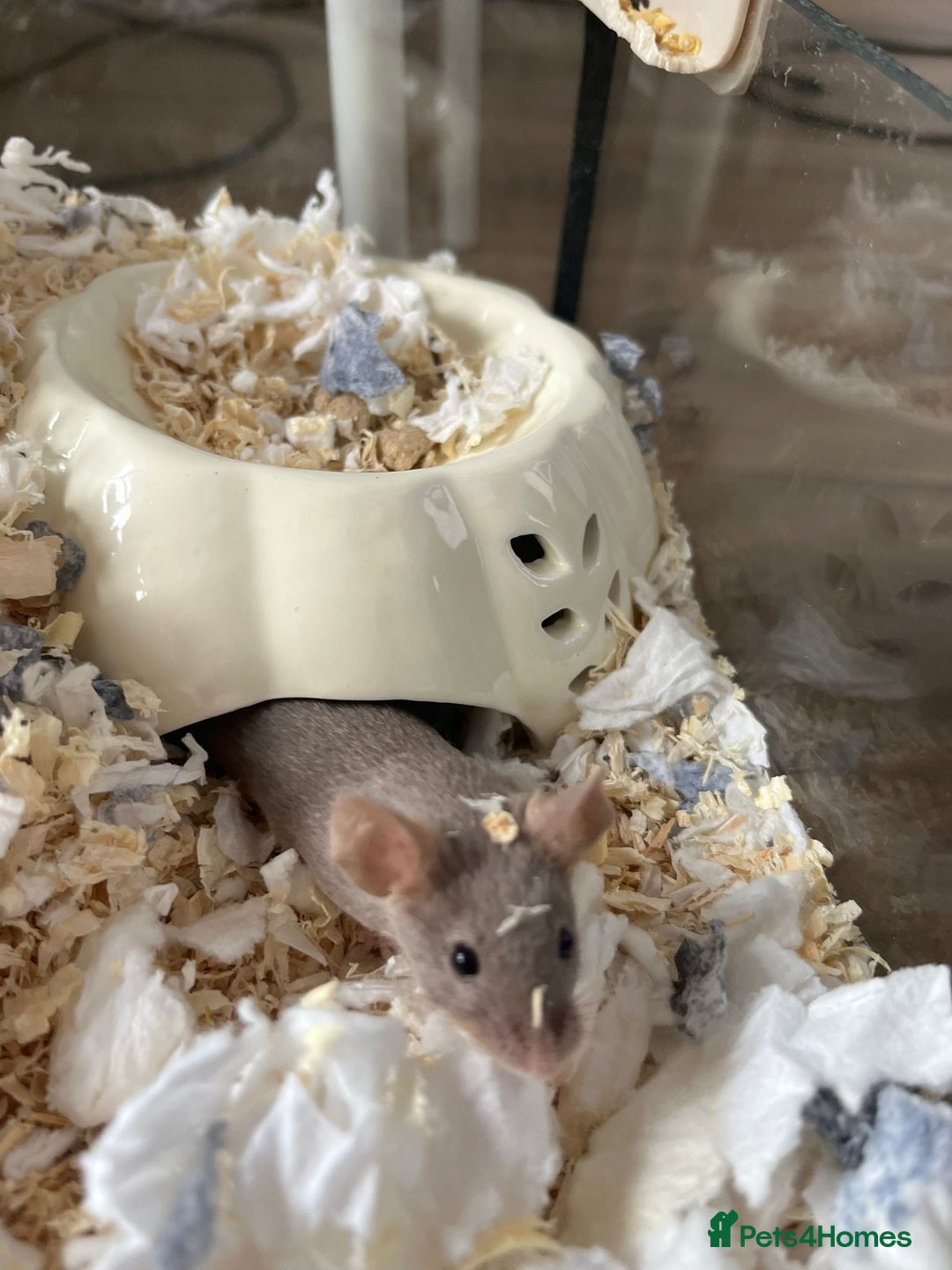 Mouse rodents for sale: X4 adult females and x12 litter  - Image 1
