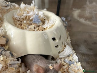 Mouse rodents - Advert 1