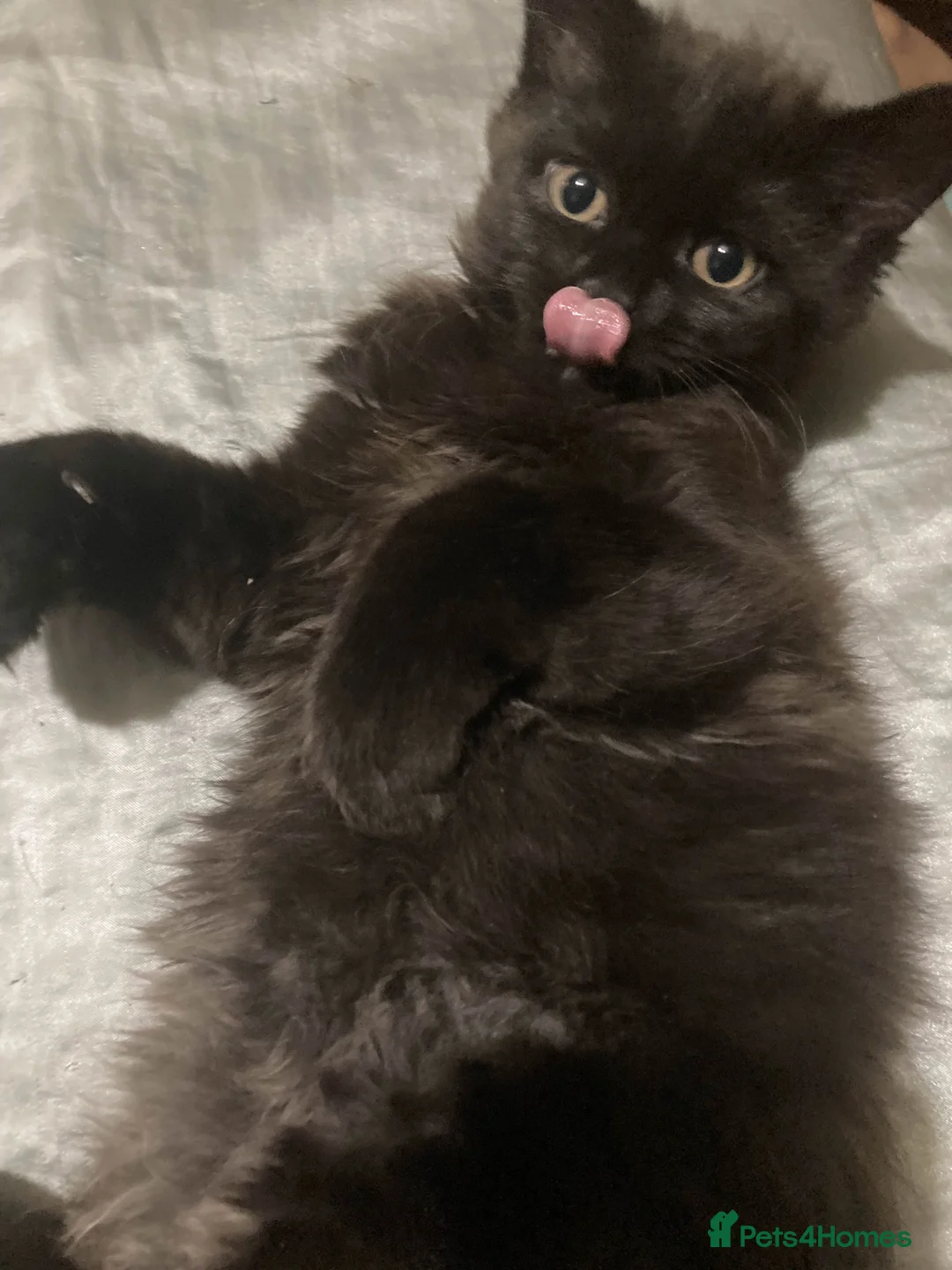 British Longhair cats for sale: cute british longhair - Advert 2