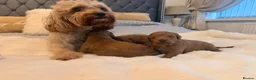 Cavapoo dogs for sale: Beautiful F1B Cavapoo Puppies  in Bradford - Advert 4