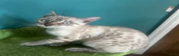 Bengal cats for sale: Supper friendly TICA registered kittens  - Advert 12