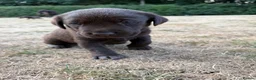 Labrador Retriever dogs for sale: Chocolate Labrador puppies - Advert 12